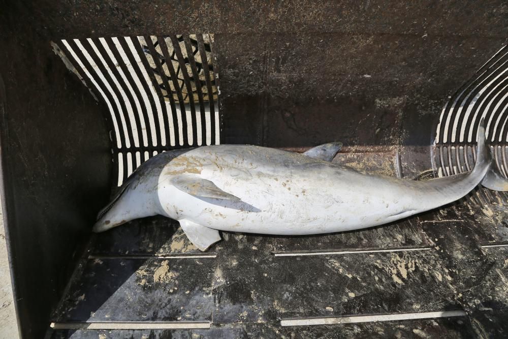 El Ayuntamiento retira el cadáver de un delfín mular varado en las calas de Torrevieja