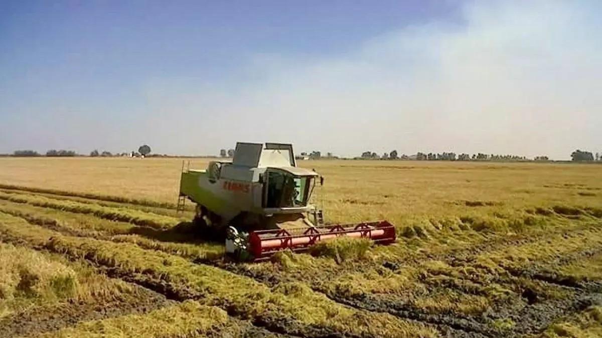 Máquina cosechadora en un campo cultivado de arroz.