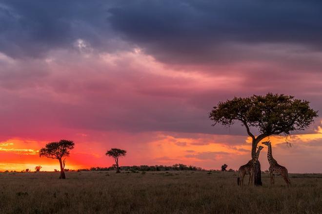 Reserva Nacional de Masai Mara