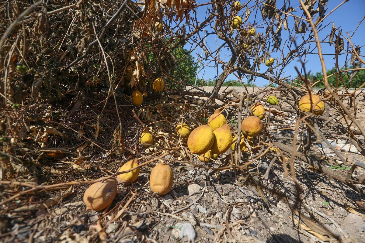 Los limones están alcanzando menos calibre del previsto y hay pérdidas por el pedrisco.