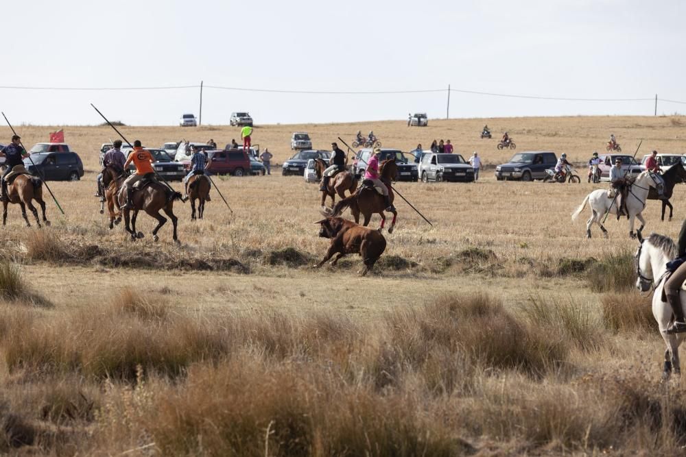 Encierro campero en Pereruela