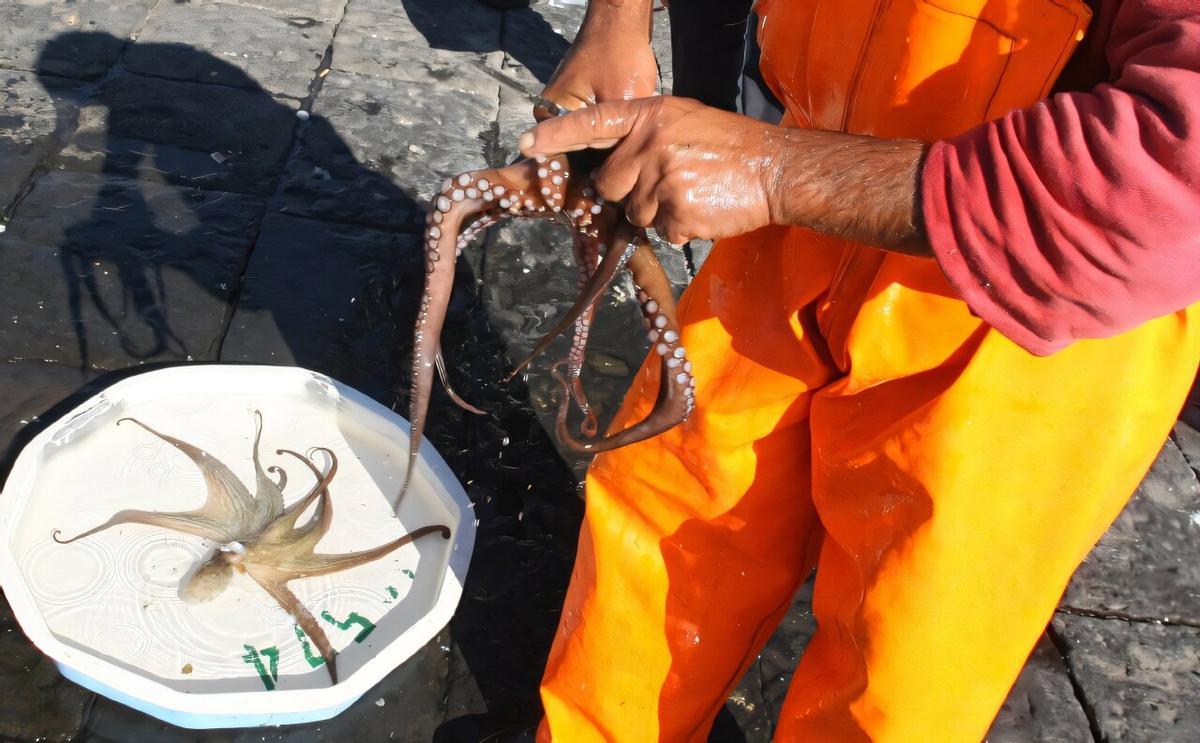 Preparación de pulpos para liberar al mar en Italia
