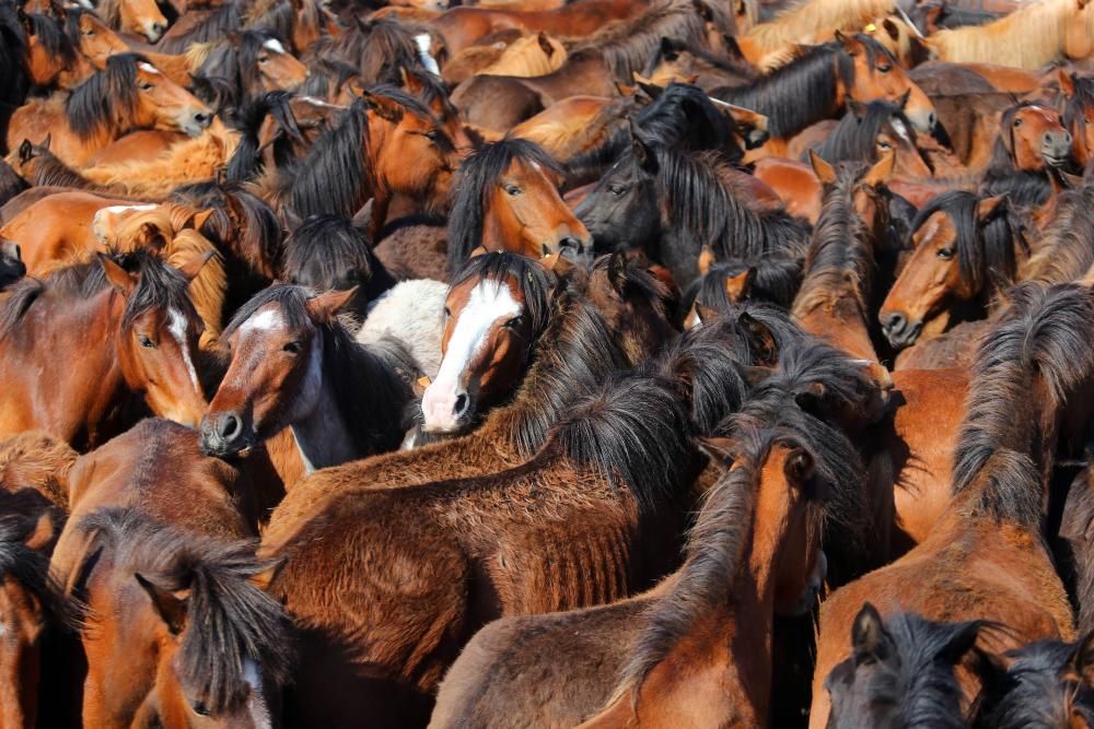 Los ganaderos sanean 300 caballos ante un millar de personas en el primer curro del año en Oia