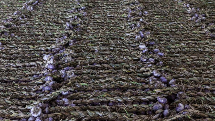 Ajo, zanahoria y lechuga multiplican precios por 7, del campo a la mesa