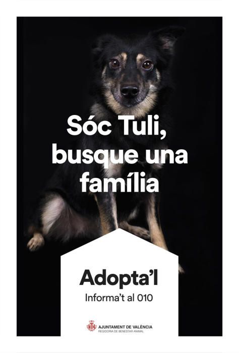 València pone cara y nombre a los perros de Benimàmet que buscan familia de adopción