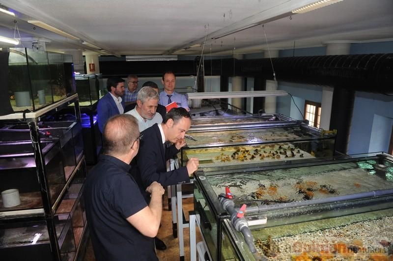 El acuario de la UMU albergará las especies emblemáticas del Mar Menor