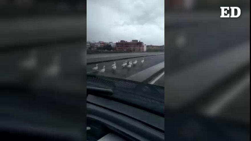 La sorprendente manifestación en la carretera... de una bandada de patos