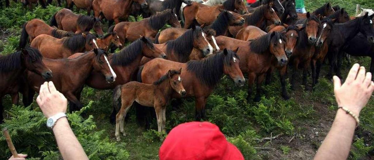 Un grupo de caballos, el pasado mes de julio, durante la tradicional &quot;baixa&quot;. // Bernabé/Luismy