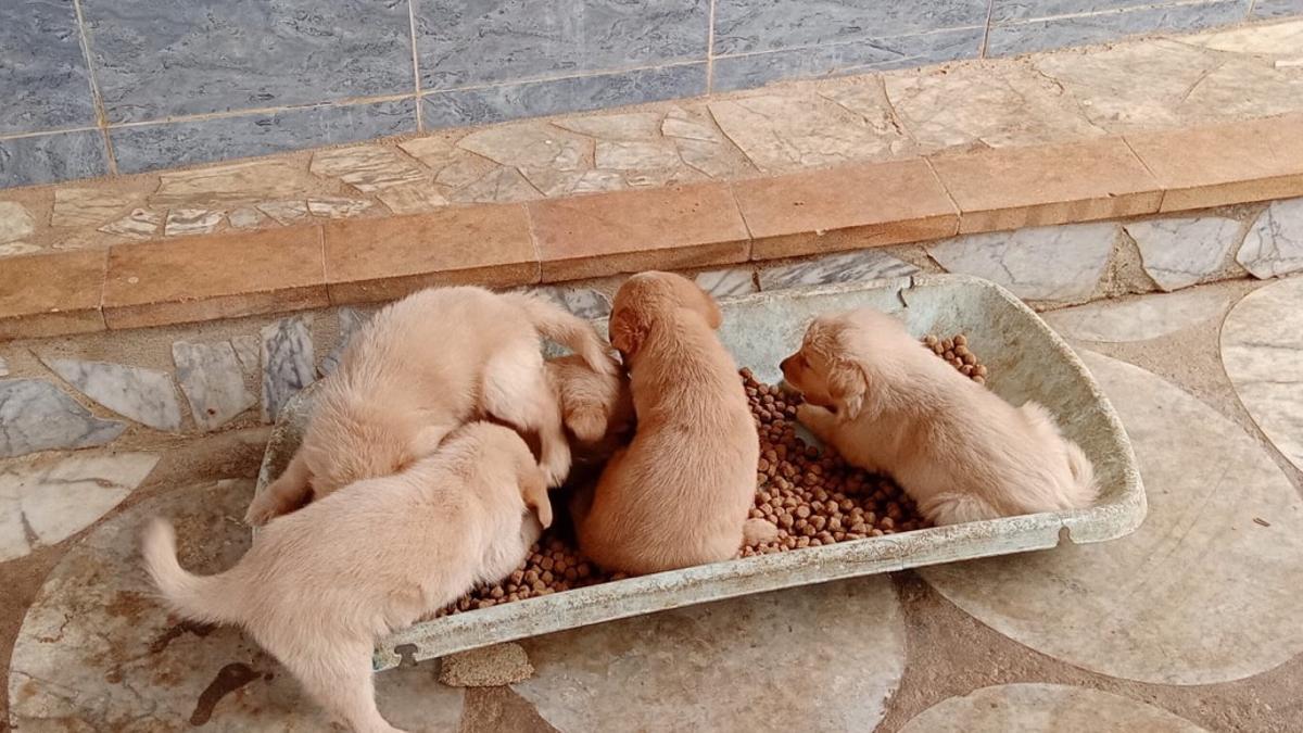 La Policía Local de Riba-roja interviene una vivienda y rescata a 15 perros sin chip y en malas condiciones de higiene.