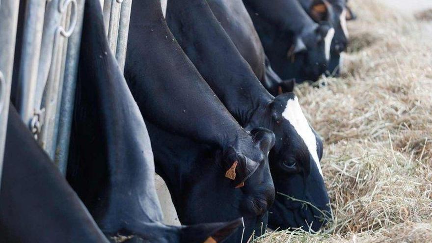 Vacas frisonas en la ganadería Badiola, en Condres (Gozón).