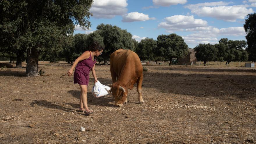 Enfermedad Hemorrágica Epizoótica en Zamora: &quot;Las vacas no tienen fuerza ni alegría&quot;