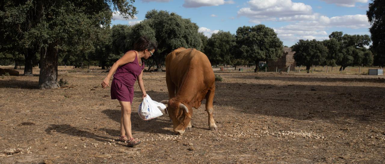 María Mulas atiende a su ganadería, situada en Villanueva de Campeán