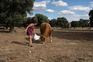Enfermedad Hemorrágica Epizoótica en Zamora: "Las vacas no tienen fuerza ni alegría"