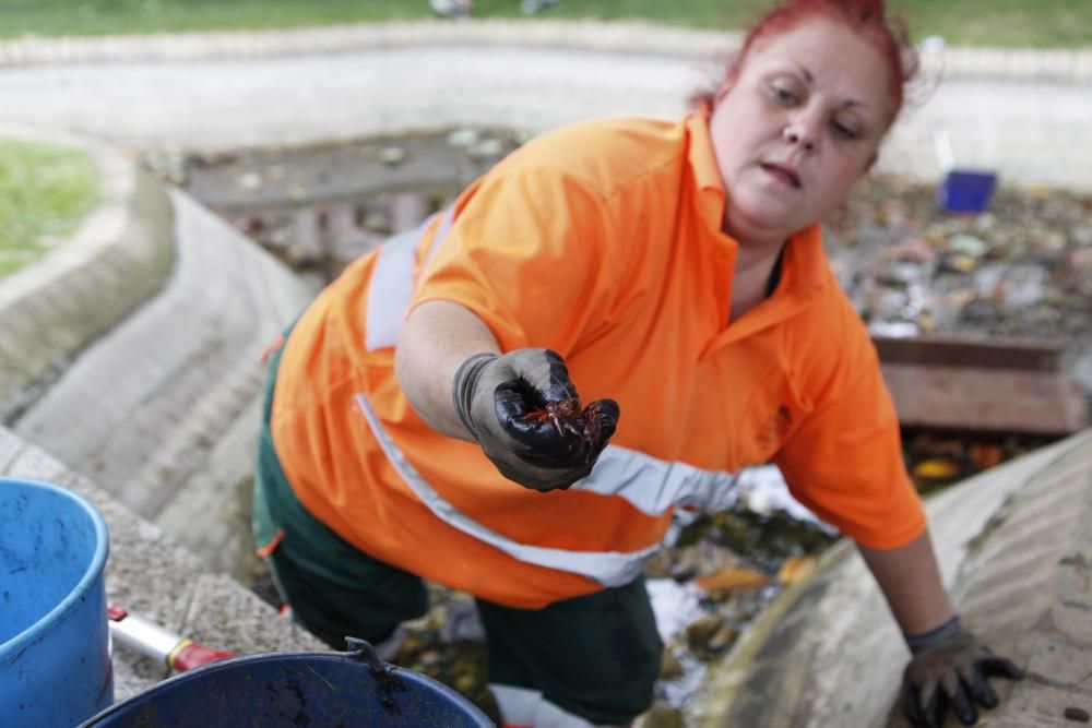 Recogen más de 75 kilos de cangrejo rojo americano en un estanque de Gijón