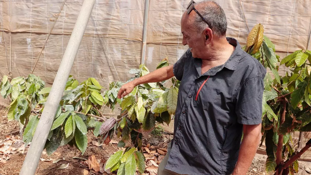 El cacao aspira a convertirse en la nueva joya de la agricultura canaria