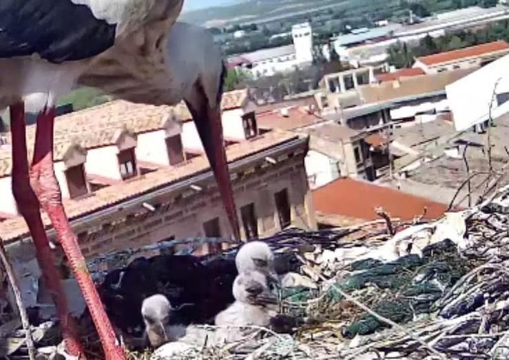 Las cigoñinos de Tudela, recién nacidos.