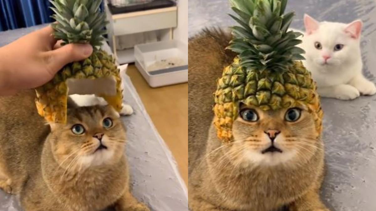 Los gatos con corona de piña