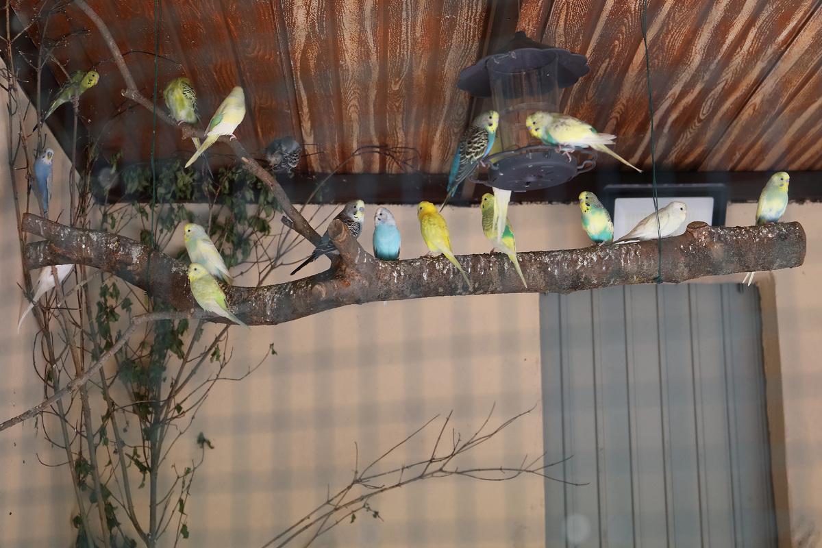 Periquitos. Zoo de Aves de Herrera de Pisuerga