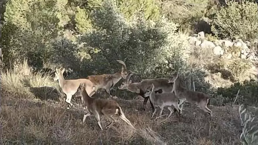 Las cabras arrasan los cultivos de la Canal de Navarrés