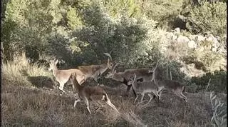 Las cabras arrasan los cultivos de la Canal de Navarrés
