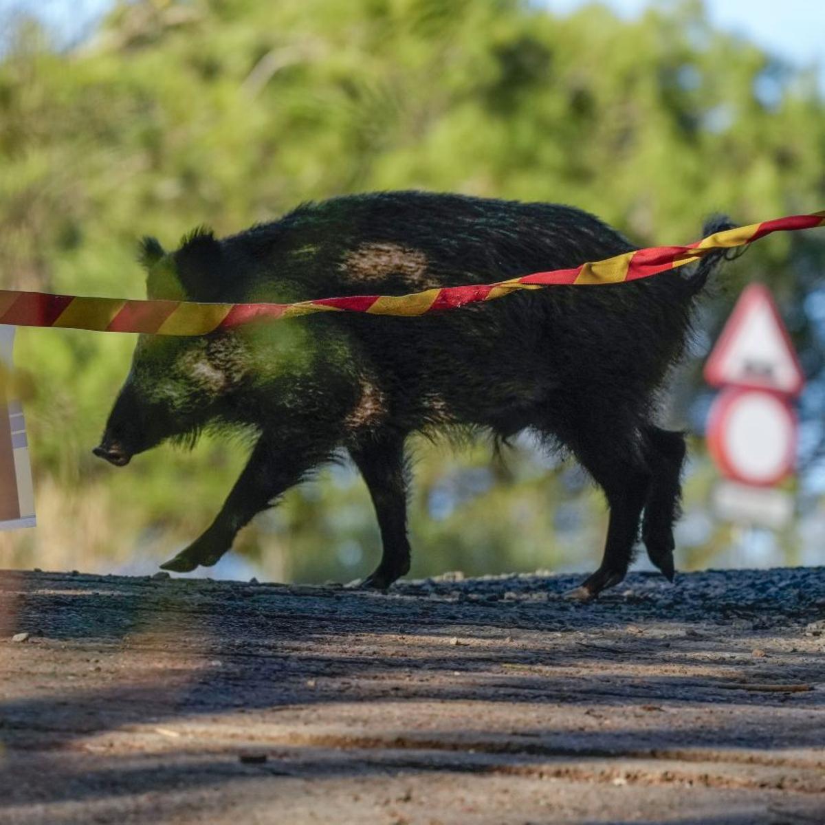 Només queden una desena de senglars a la zona zero de Collserola
