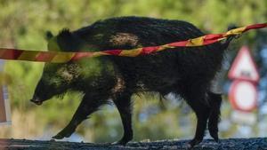 Només queden una desena de senglars a la zona zero de Collserola