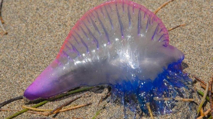 Esto es lo que tienes que hacer si te pica una medusa en la playa este verano