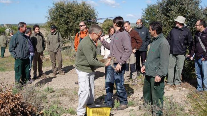 Suelta de conejos en Torregamones para alimentación del águila perdicera.