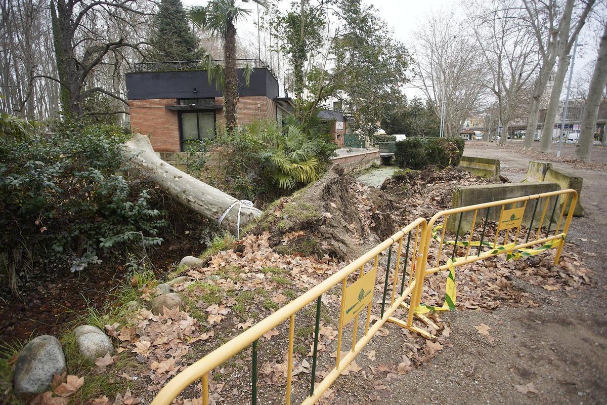 Les restes d'un dels arbres, al costat de l'edifici de la Rosaleda.
