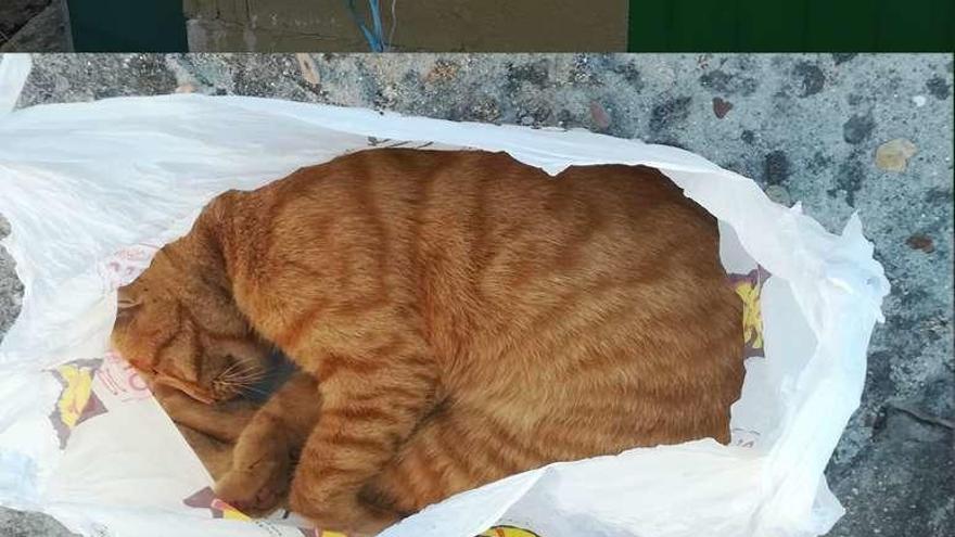 El animal muerto en la bolsa en la que fue encontrado. // Guardia Civil