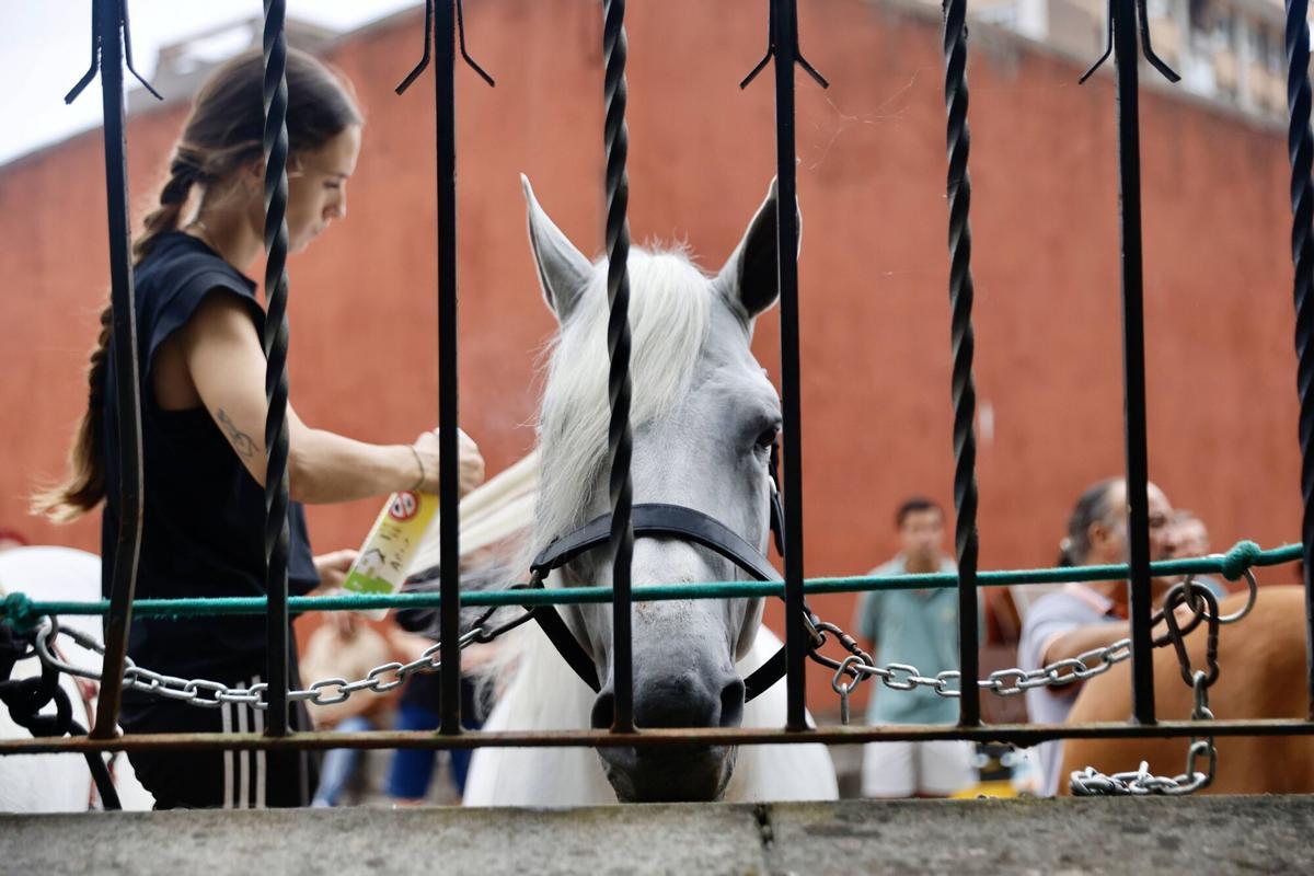 El Bibio, reportaje con los caballos de rejones. Cómo los preparan para la corrida El Bibio, reportaje con los caballos de rejones. Cómo los preparan para la corrida