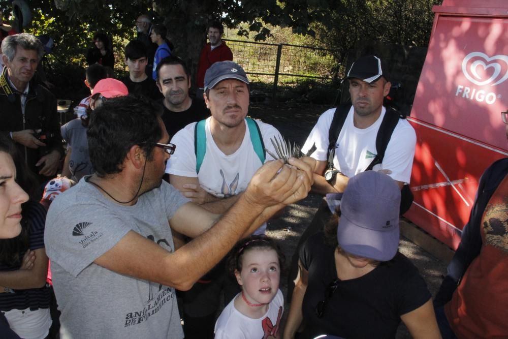 Jornada de anillamiento en Cangas