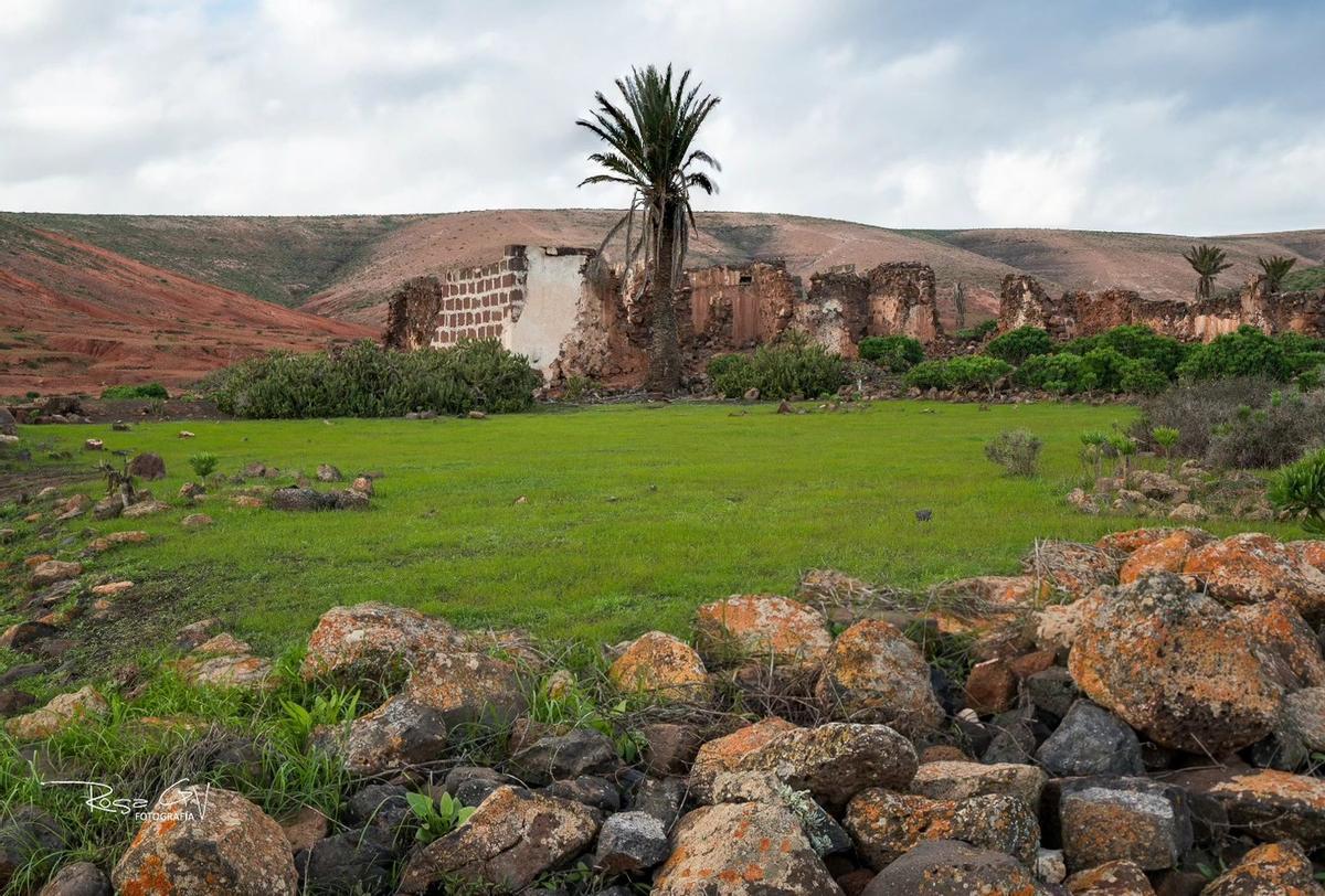 Teguise se cubre de verde tras las últimas lluvias de 2025 en Lanzarote