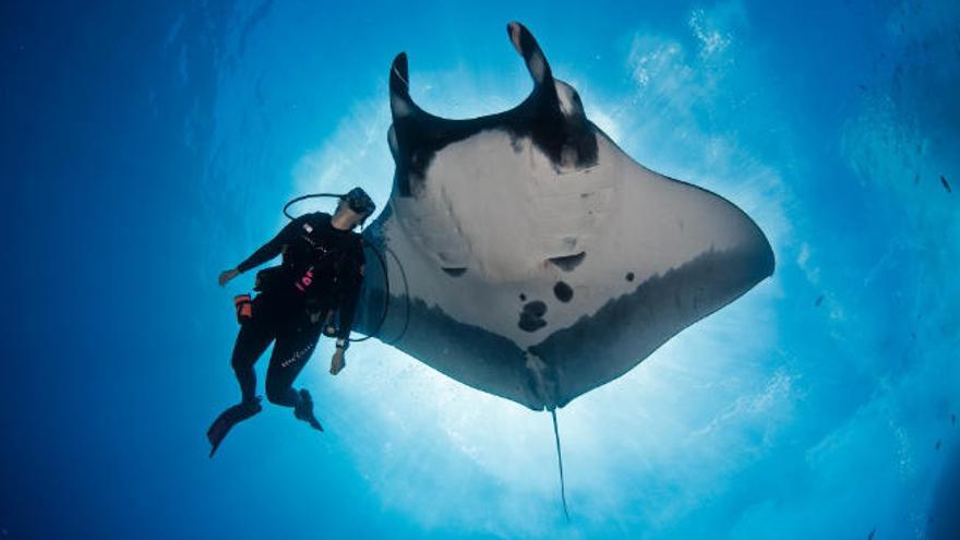 El fotógrafo submarino Gerard Soury buceará en la Fiesta de los Océanos.