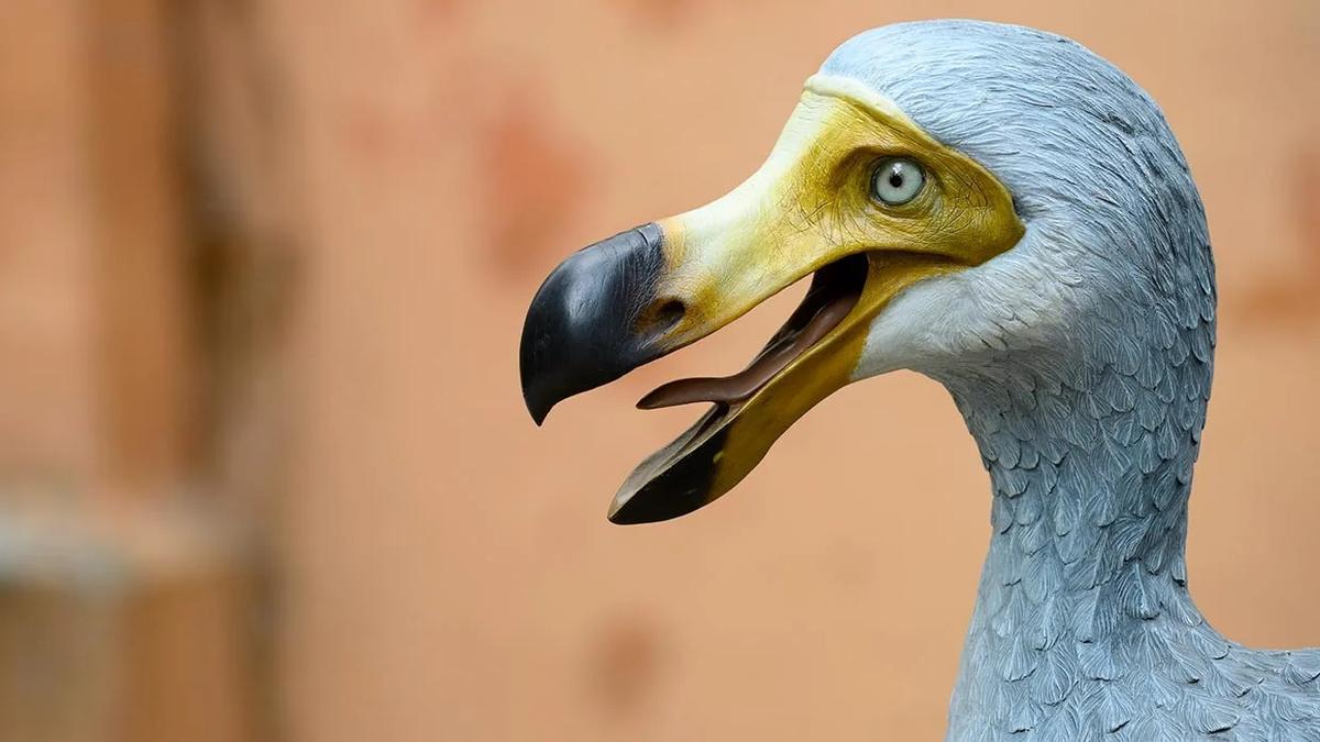 Recreación del pájaro dodo, ave extinguida
