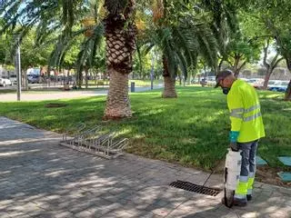 Paterna pone cerco al mosquito tigre con un plan especial en la Canyada y las urbanizaciones