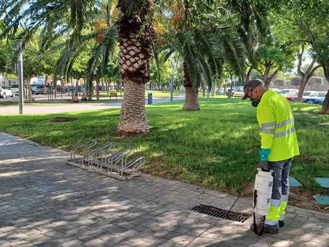 Paterna pone cerco al mosquito tigre con un plan especial en la Canyada y las urbanizaciones