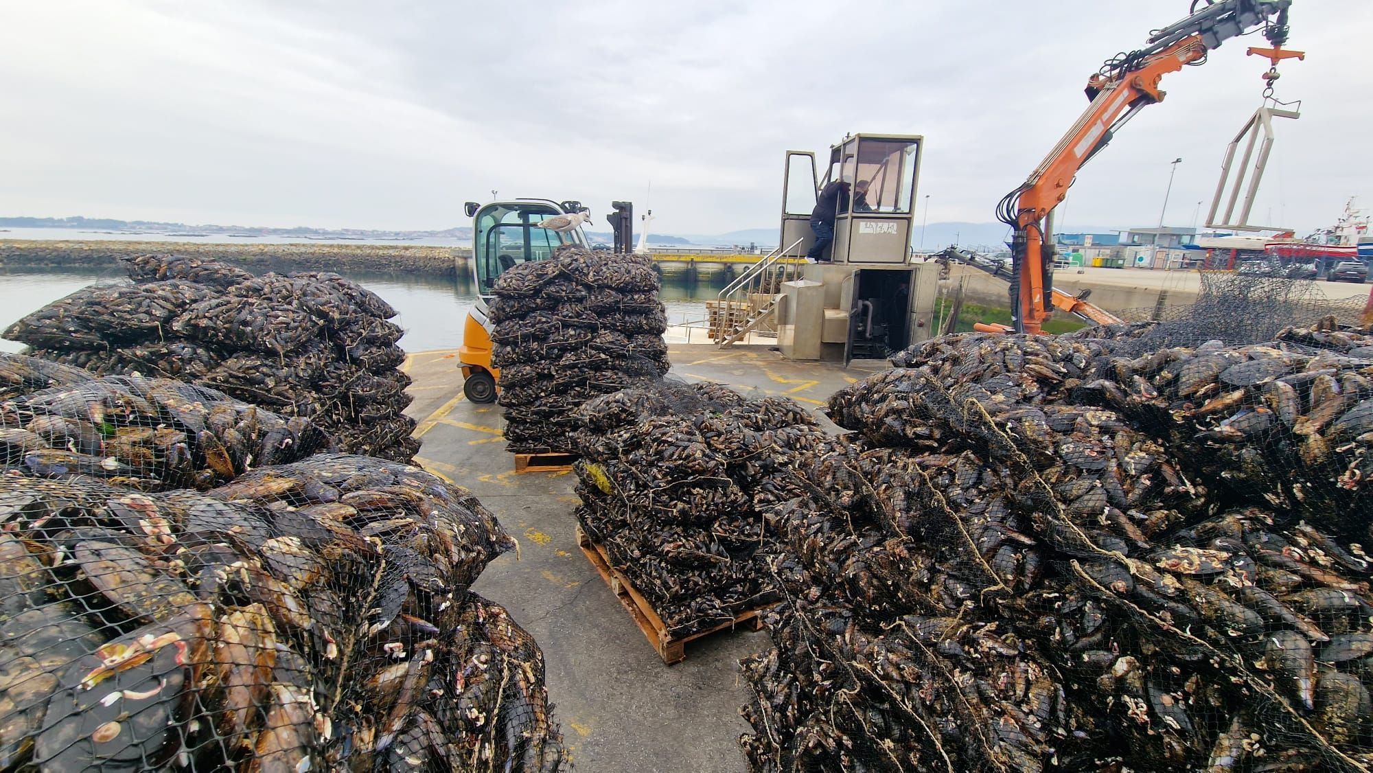 Descargas de mejillón para el mercado de fresco (depuradoras) en el puerto de Vilanova de Arousa.