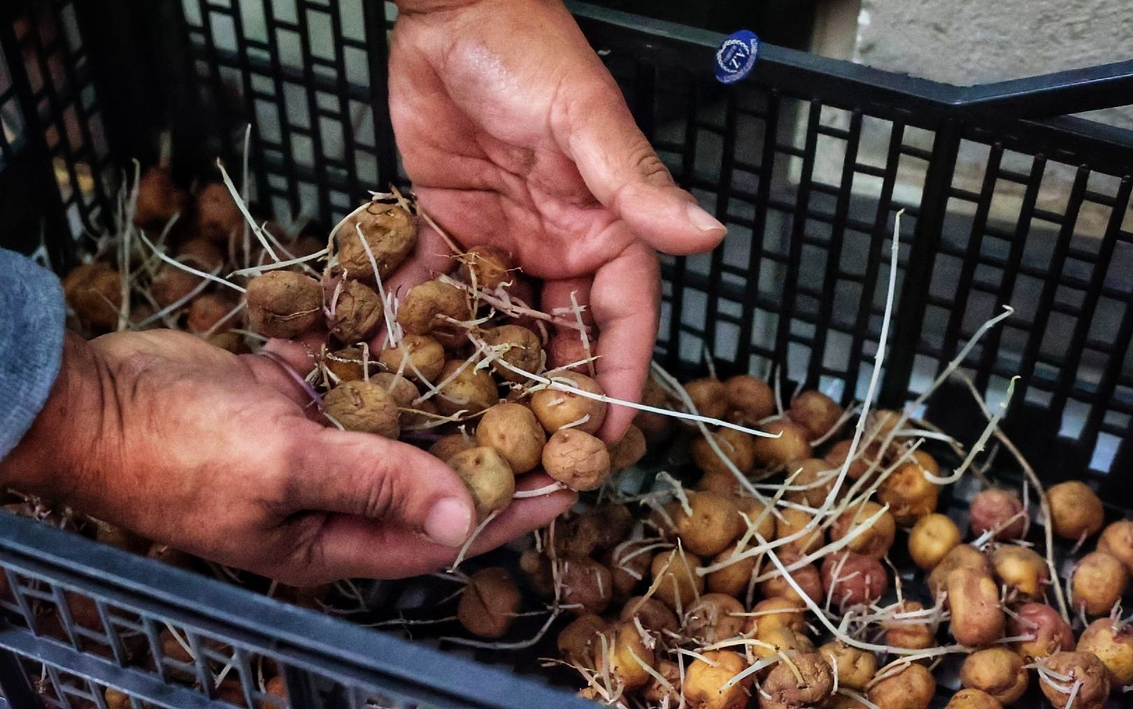 Reportaje sobre los productores de papa bonita en Icod el Alto