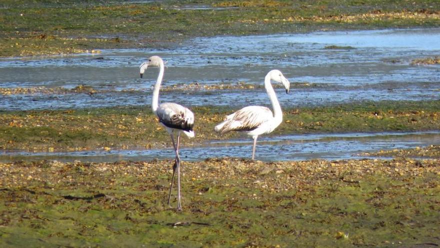 Los flamencos parecen a gusto en la ría