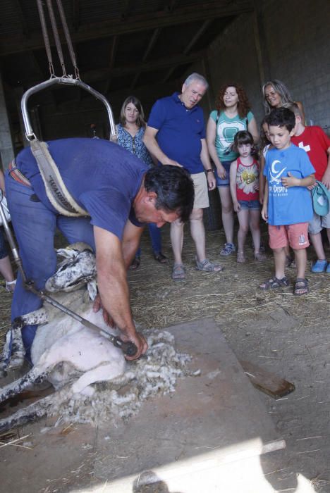 Jordi Muxach dóna a conèixer als turistes l''ofici de pastor i la importància dels gossos d''atura