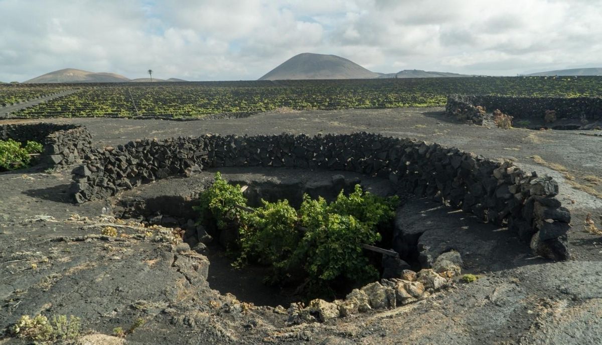Viñedos en Lanzarote