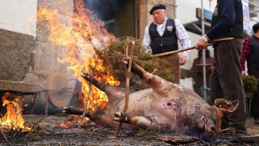 Lalín celebra su San Martiño