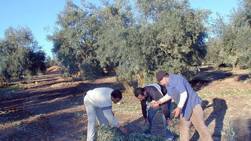 Recogida de aceituna.