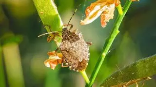 La chinche apestosa aparece en otoño: cómo identificarla y evitar que dañe tus plantas y frutales