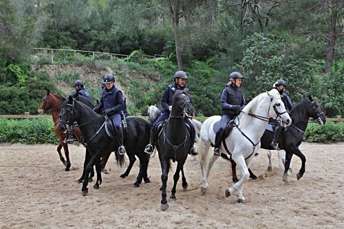 Die Pferde der Reiterstaffel der Polizei