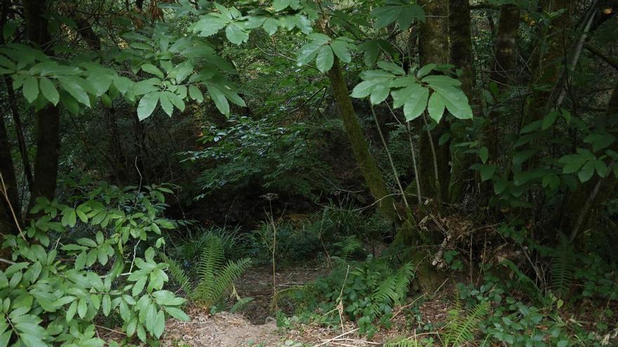 Zona boscosa de Redondela donde apareció el cuerpo de María Pereira
