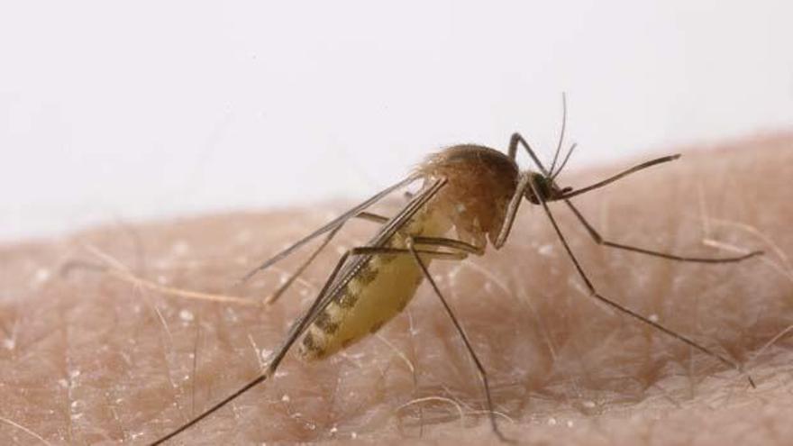 Imagen de archivo de un mosquito común.