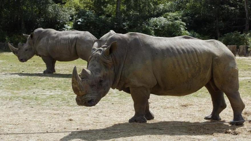 Unos furtivos matan a un rinoceronte en un zoo de Francia para llevarse el cuerno