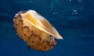 Una medusa fuera de temporada
